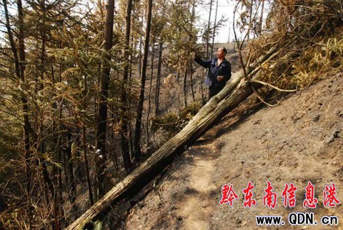 ��ɽ�l��ɽ�� ����eɭ�ֱ������M�D��