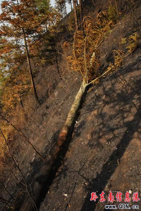 ��ɽ�l��ɽ�� ����eɭ�ֱ������M�D��