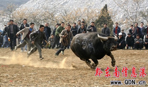 凱里精彩斗牛 扣人心弦(圖)