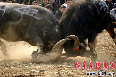 凱里精彩斗牛 扣人心弦(圖)