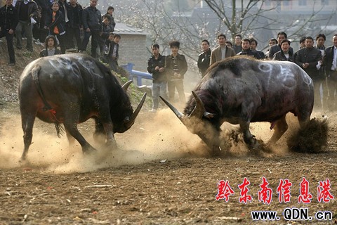 凱里精彩斗牛 扣人心弦(圖)