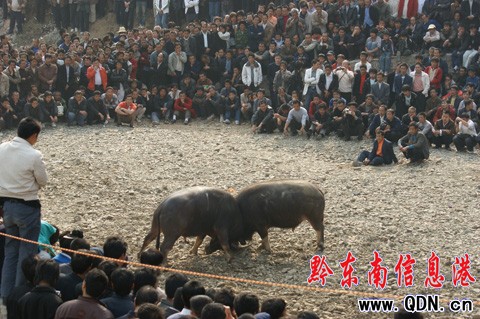 甘囊香蘆笙節走“政府+民間”之路內容豐富(圖)