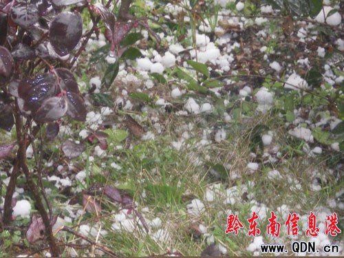 鎮遠6鄉鎮遭受冰雹災害(組圖)