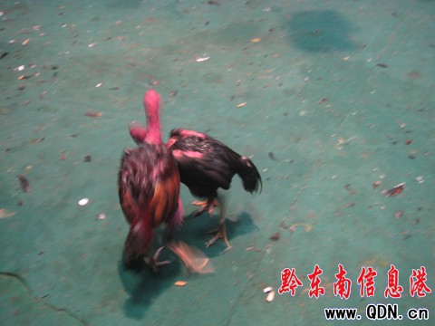 2010�Ї�•�P����������u����ِ�A�M�Y�����D��