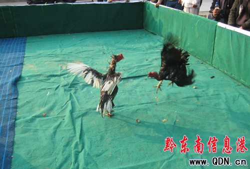 2010�Ї�•�P����������u����ِ�A�M�Y�����D��