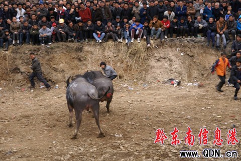 �ɵ�ţ���������Z�� �����@�궷ţ�����D��