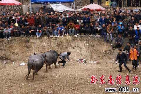 �ɵ�ţ���������Z�� �����@�궷ţ�����D��