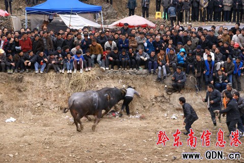 �ɵ�ţ���������Z�� �����@�궷ţ�����D��