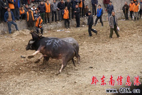 �ɵ�ţ���������Z�� �����@�궷ţ�����D��