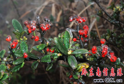 凱里倒春寒、 降凍雨小高山上植被結(jié)冰(圖)