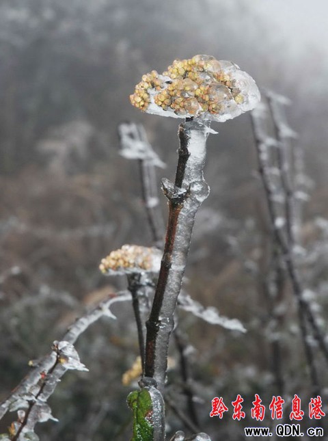凱里倒春寒、 降凍雨小高山上植被結(jié)冰(圖)