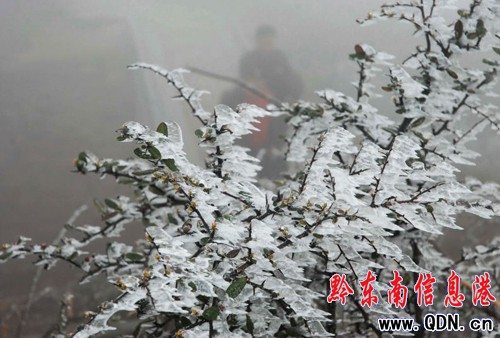 凱里倒春寒、 降凍雨小高山上植被結(jié)冰(圖)