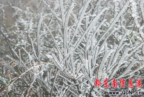 凱里倒春寒、 降凍雨小高山上植被結(jié)冰(圖)