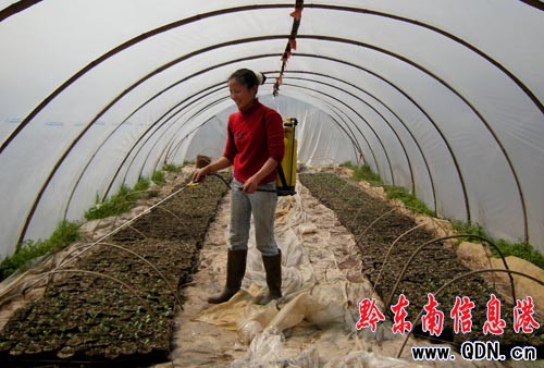 丹寨返鄉(xiāng)農(nóng)民工 種植西瓜創(chuàng)業(yè)忙(圖)