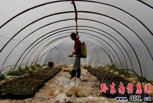 丹寨返鄉(xiāng)農(nóng)民工 種植西瓜創(chuàng)業(yè)忙(圖)