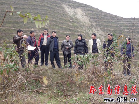 三穗考察組赴丹寨考察金銀花產業(圖)