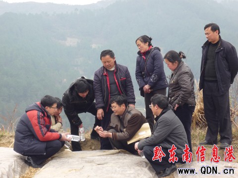 三穗考察組赴丹寨考察金銀花產業(圖)