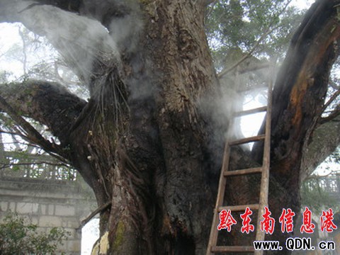 求神拜佛致百年古榕樹(shù)起火(圖)