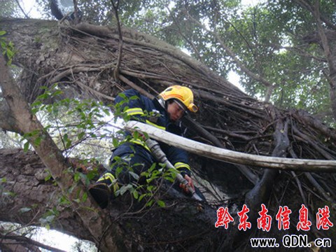 求神拜佛致百年古榕樹(shù)起火(圖)