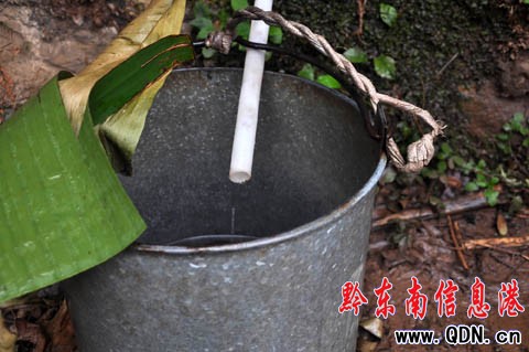 巖縫隙中找水(組圖)