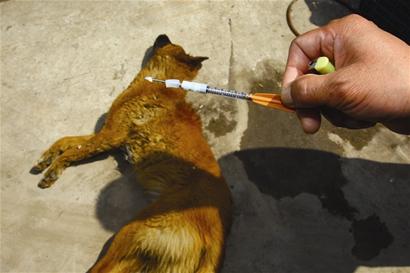 公司11只看門狗一年內被毒殺