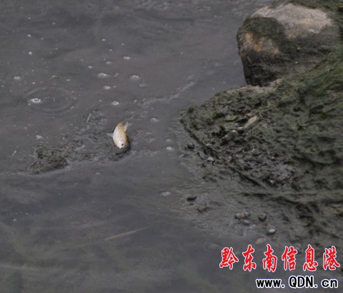 ��ˮ����Ư��������~ ������������ʳ��(�D)