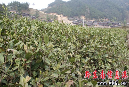 ����Σ����a(ch��n)�I(y��) 2.5�f�����~�ܞēpʧ720�fԪ���D��