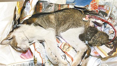 �_(t��i)��ʿ������Ű����؈��֪�ڸ�������(�D)