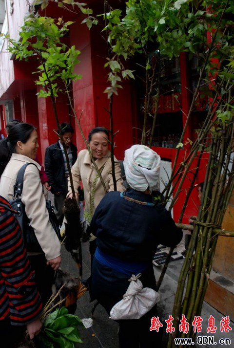 從江:眾多市民選購楓枝掃墓(圖)