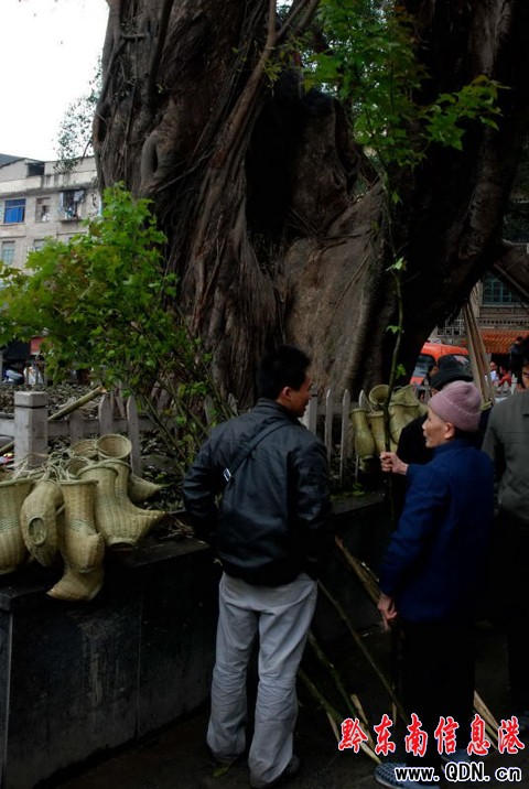 從江:眾多市民選購楓枝掃墓(圖)