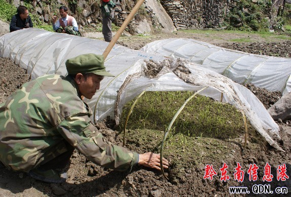 雷山縣積極推廣旱地育苗保豐收(圖)