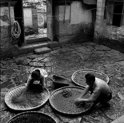 云南干旱致茶葉大面積受災(zāi) 相關(guān)部門控制炒作茶價