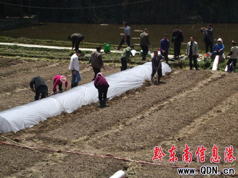 雷山投入39萬元旱育秧抗旱(組圖)