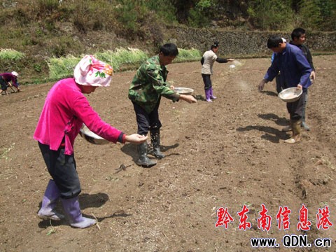 雷山投入39萬元旱育秧抗旱(組圖)