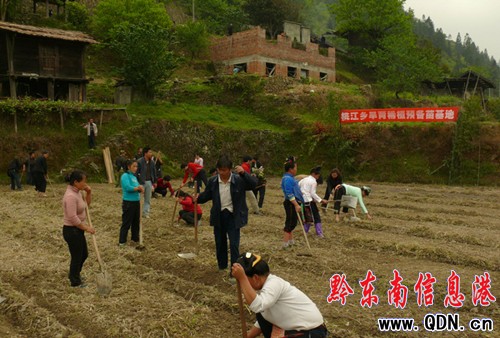 雷山桃江鄉(xiāng)黨員田間保春耕(圖)