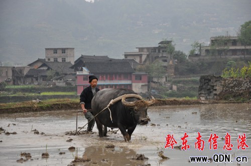 連夜暴雨村民喜 天寒難耐春耕熱(圖)