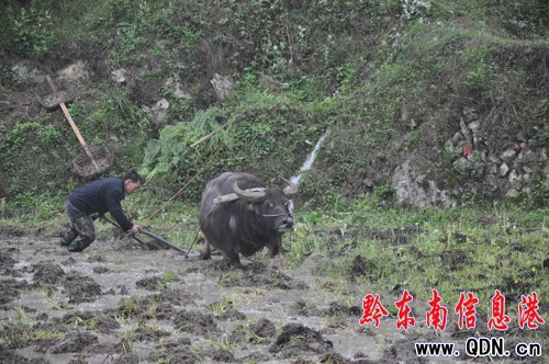 連夜暴雨村民喜 天寒難耐春耕熱(圖)