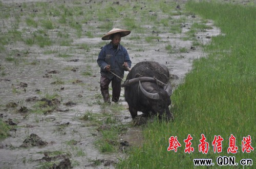 連夜暴雨村民喜 天寒難耐春耕熱(圖)