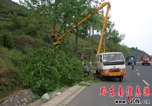 我州數萬株行道樹集體“理發”迎國檢(圖)