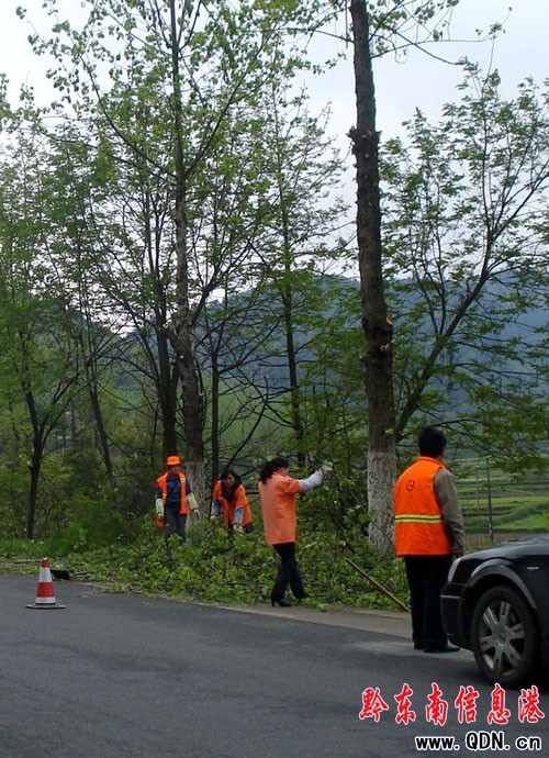 我州數萬株行道樹集體“理發”迎國檢(圖)