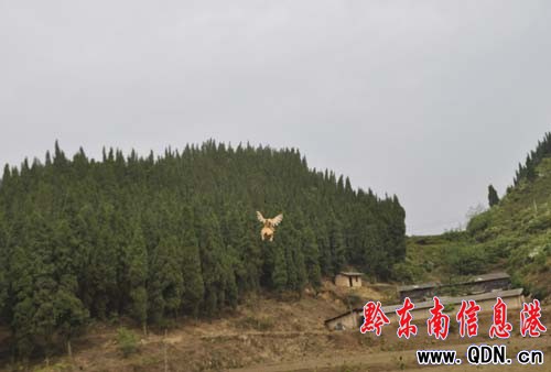 會飛的土雞 土雞中的“戰斗雞”(圖)