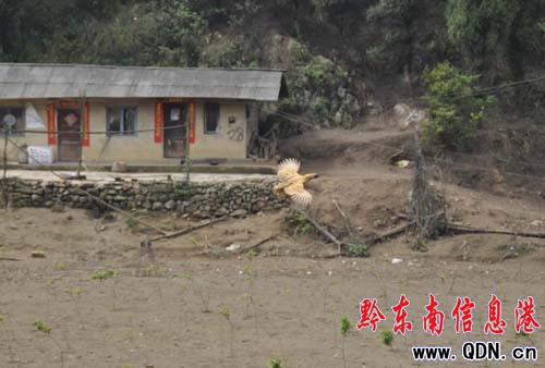 會飛的土雞 土雞中的“戰斗雞”(圖)