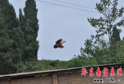 會飛的土雞 土雞中的“戰斗雞”(圖)