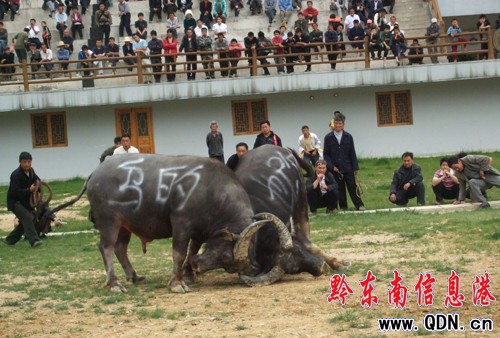 ����һ��С�L����ɽ��ţ��������ِ���ʼ��ʣ��D��