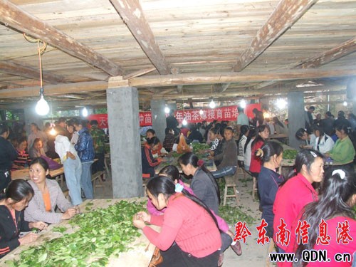 天柱縣組織千人學習油茶苗嫁接技術(圖)