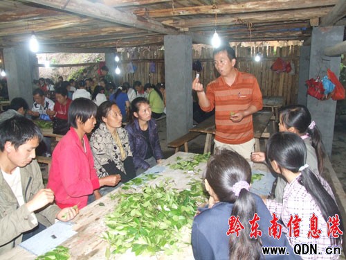 天柱縣組織千人學習油茶苗嫁接技術(圖)