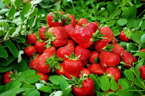 ���ӬF(xi��n)���r(n��ng)�I(y��)ʾ���@��(n��i) ��ţ�̲�ݮ���S��(�D)