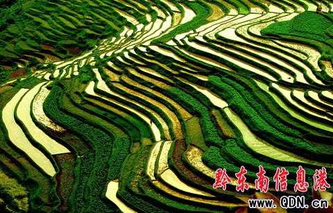 施秉梯田美景如畫吸引眾多攝影愛好者(組圖)