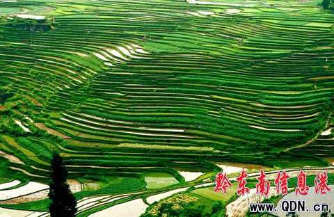 施秉梯田美景如畫吸引眾多攝影愛好者(組圖)