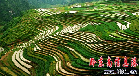 施秉梯田美景如畫吸引眾多攝影愛好者(組圖)